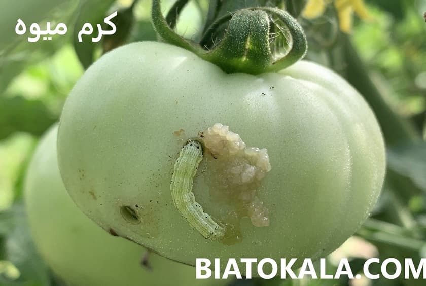 سم برای کرم میوه 